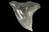 Hemipristis Shark Tooth Fossil - Virginia #96551-1